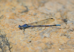 Argia munda