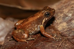 Degranville's Rocket Frog photo 1