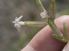 Silene bernardina