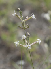 Silene bernardina
