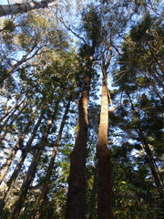 Allocasuarina torulosa