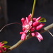 Adenia densiflora - Photo (c) Guy Eric Onjalalaina, some rights reserved (CC BY-NC), uploaded by Guy Eric Onjalalaina