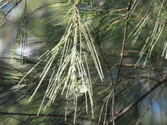 Allocasuarina torulosa