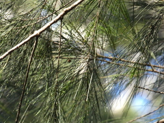 Allocasuarina torulosa