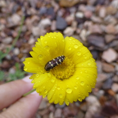 Acmaeodera alicia