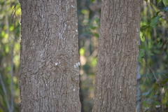 Allocasuarina torulosa