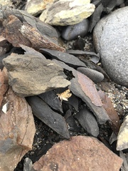 Pyrausta subsequalis