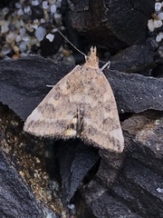 Pyrausta subsequalis