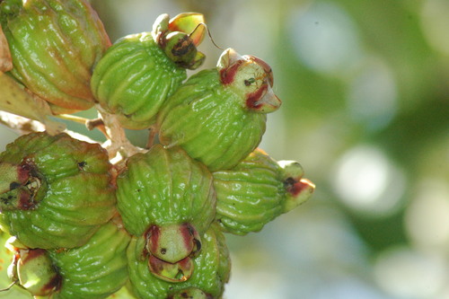 Image of Syzygium suborbiculare by (c) Andrew Thornhill, some rights reserved (CC BY)