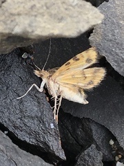 Pyrausta subsequalis