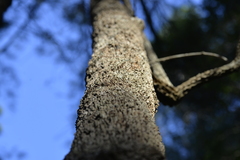 Allocasuarina torulosa