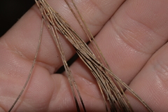 Allocasuarina torulosa