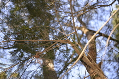 Allocasuarina torulosa