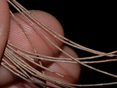 Allocasuarina torulosa