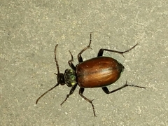 Calosoma rufipenne