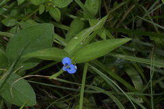 Commelina clavata