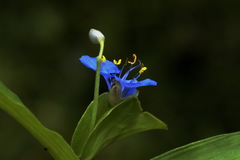 Commelina clavata