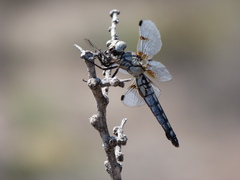 Libellula composita