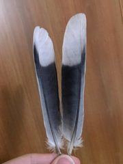 Streptopelia decaocto