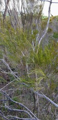 Melaleuca uncinata