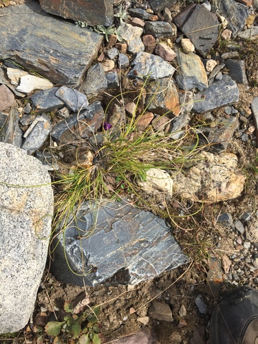 Carex lachenalii iNat (3)