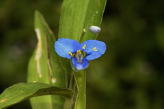 Commelina clavata