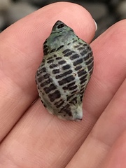 Acanthinucella punctulata