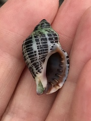 Acanthinucella punctulata