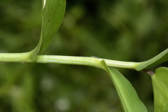 Commelina clavata