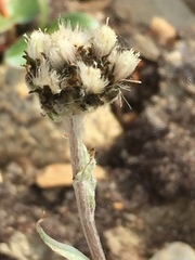 Antennaria alpina