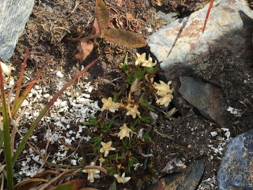 Minuartia biflora iNat (2)