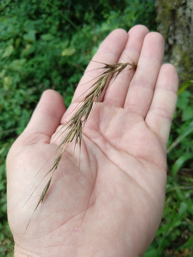 Image of Elymus californicus by no rights reserved