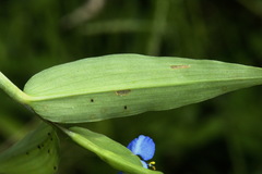 Commelina clavata