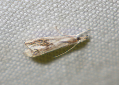 Catoptria verellus
