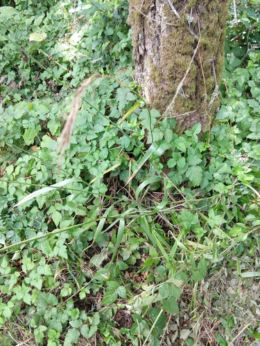 Image of Elymus californicus by no rights reserved