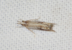 Catoptria verellus