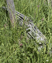 Sidalcea oregana spicata