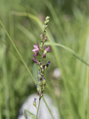 Sidalcea oregana spicata