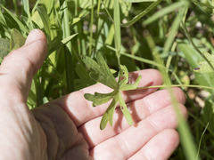 Sidalcea oregana spicata