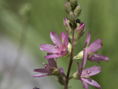 Sidalcea oregana spicata