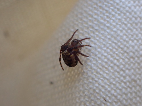Zilla Orbweaver, Rembrandtlaan Ede, Nederland, photo 5 of 10