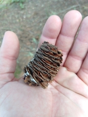 Grand Fir (Abies grandis)