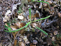 Abrotanella linearis
