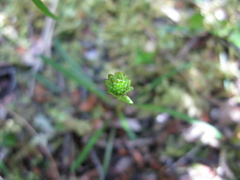Abrotanella linearis