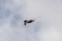 Tachycineta bicolor