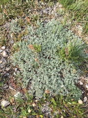 Artemisia hyperborea