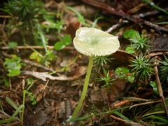 Entoloma rodwayi