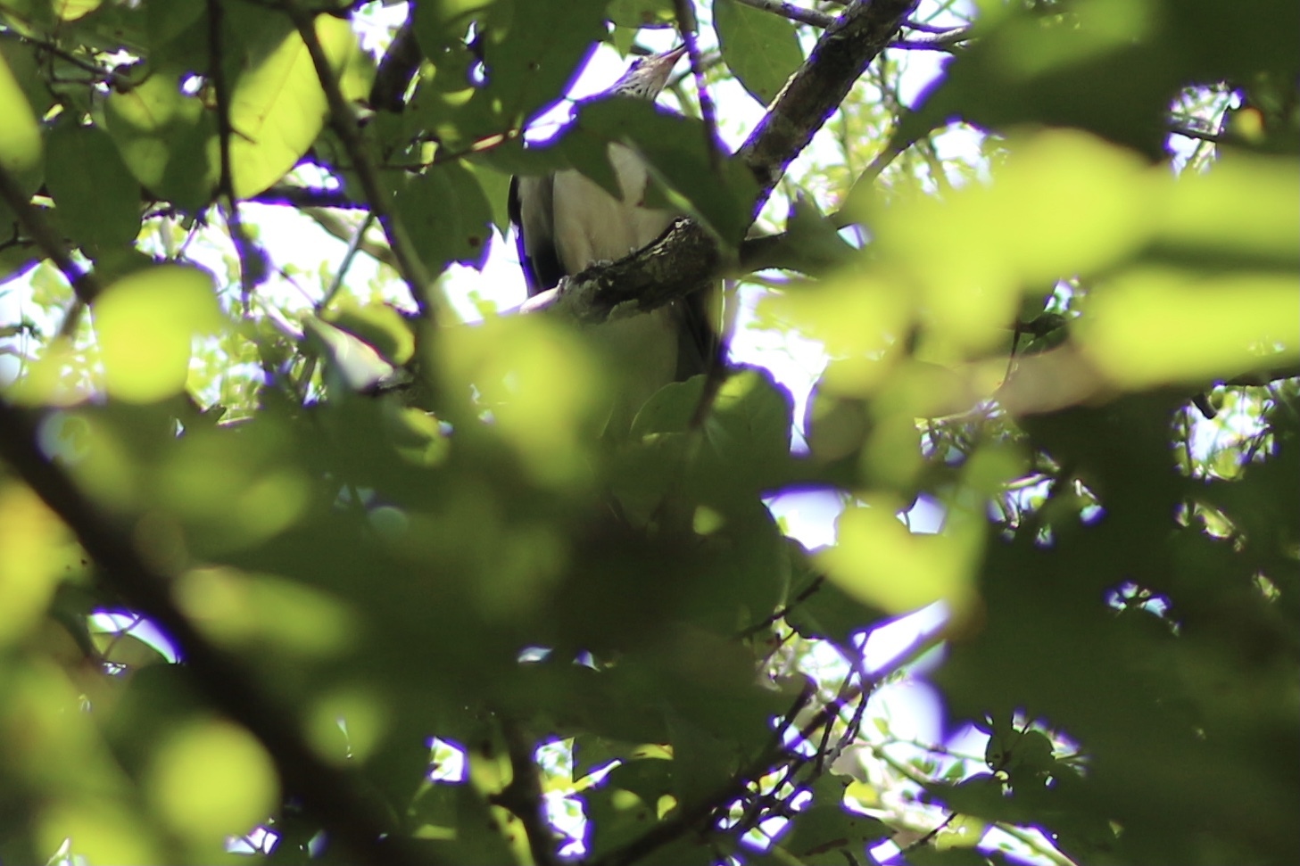 Pheasant Cuckoo (Dromococcyx phasianellus), photo 5