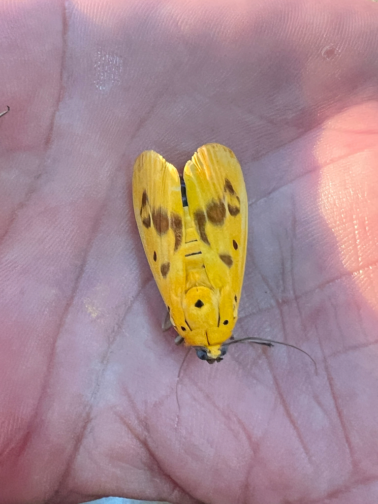 Agape stapialis