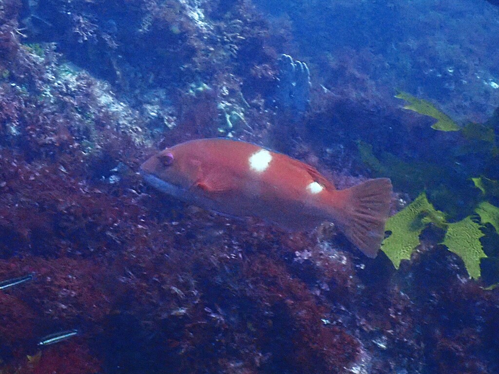 Foxfish from City of York wreck, Rottnest Island WA 6161, Australia on ...